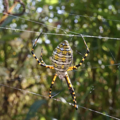 Banded garden spider hanging from its web in a tree