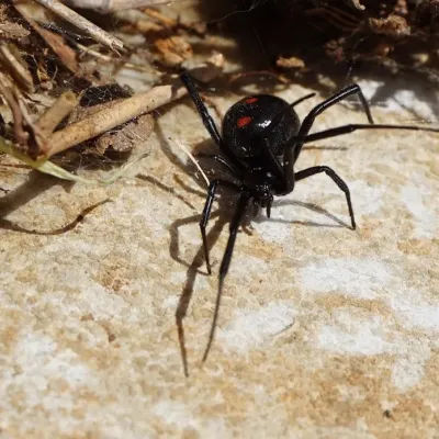 black widow on the sandy ground