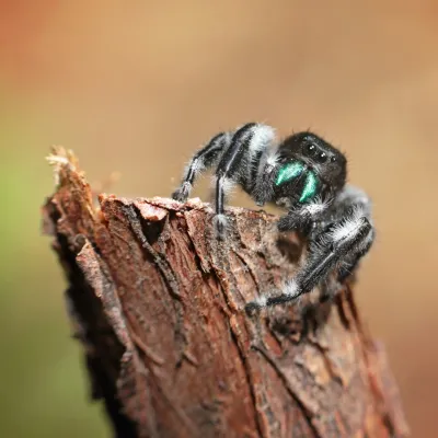 close up of a bold jumper spider on top of a wood branch