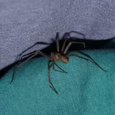 a brown recluse spider on a blue and purple pillow