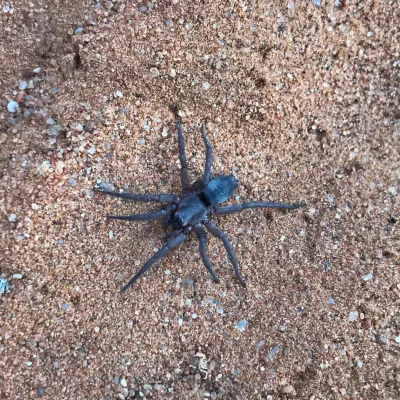 California trap door spider on the sandy ground