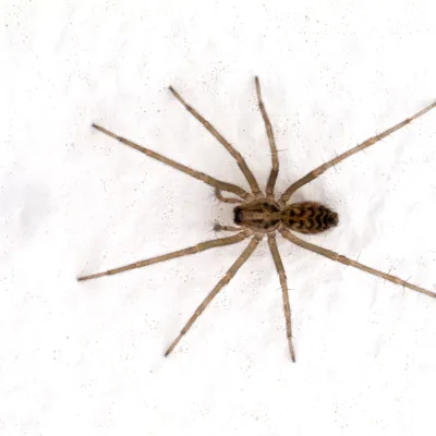 close up of a common house spider on a marble counter top