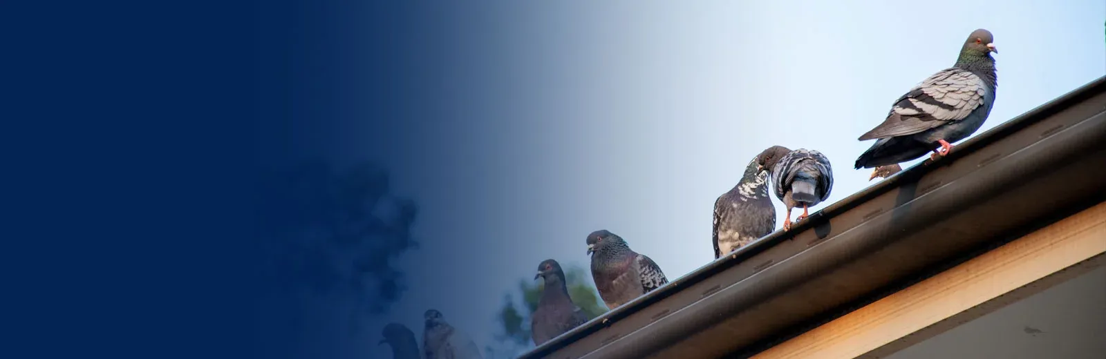 Birds on a house