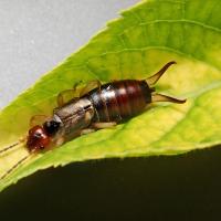 Earwig on Leaf