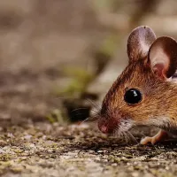 small mouse walking