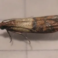 indian meal moth