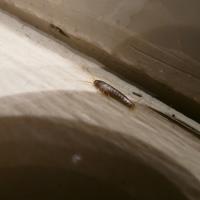 Silverfish Running along Baseboard