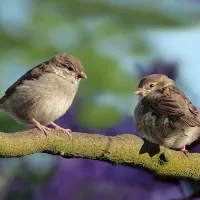 sparrows perched on a tree branch