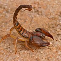 Striped Bark Scorpion