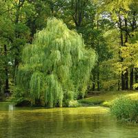 willow tree