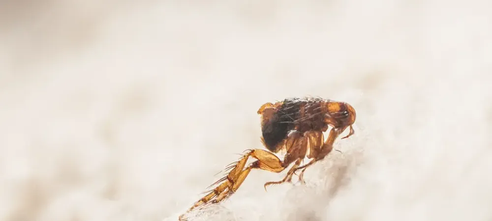 fleas