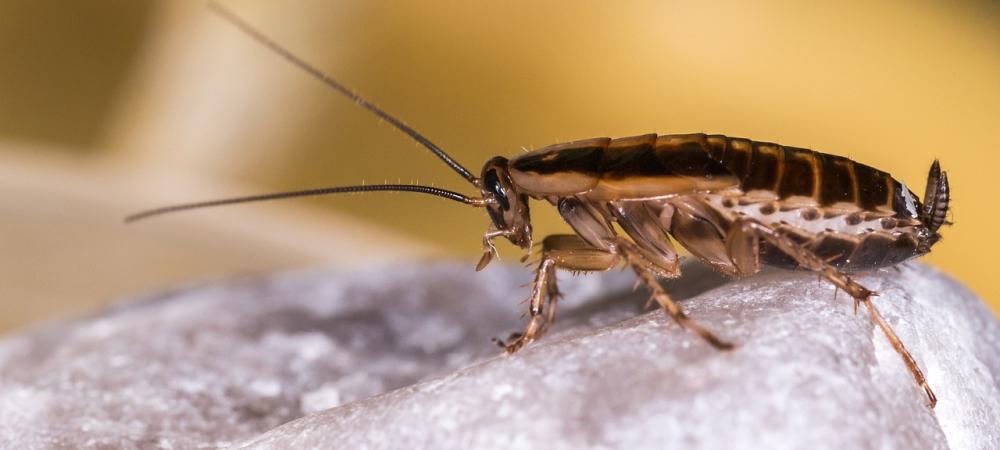 cockroach