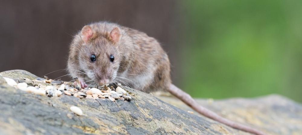 norway rat