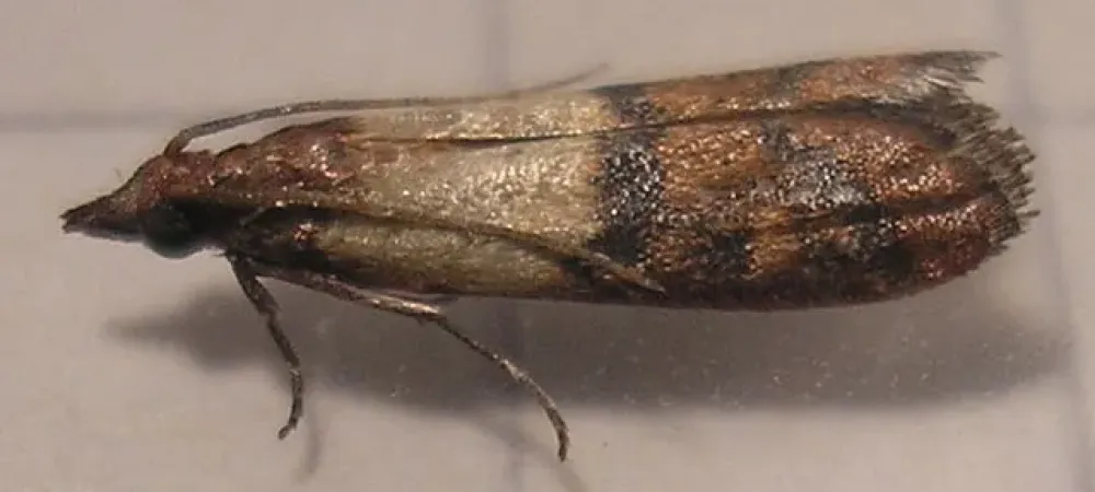 indian meal moth