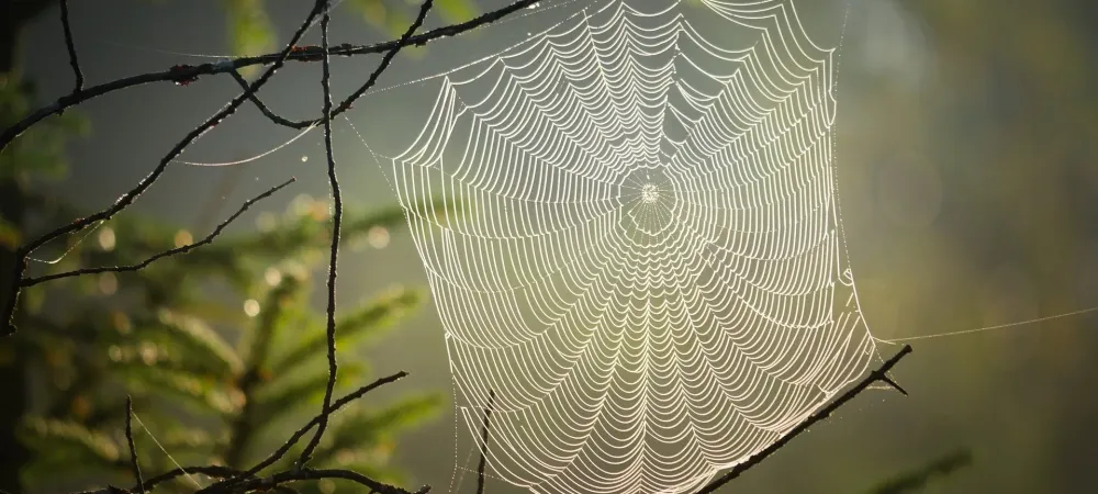 spider web hanging in a tree