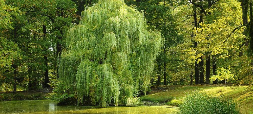 willow tree