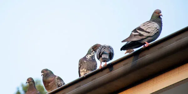 Birds on a house
